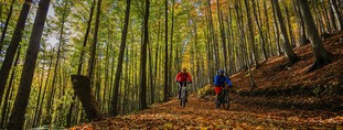 Gestion d'un réseau de sentiers de vélo de montagne