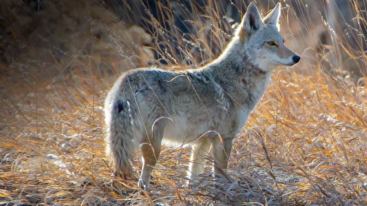 coyote