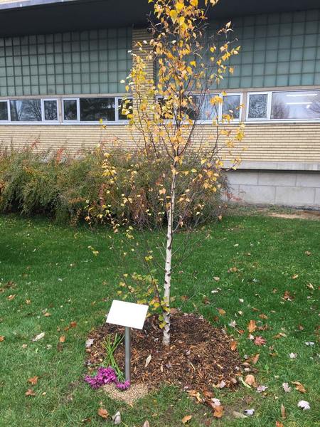 Arbre Guy corbeil