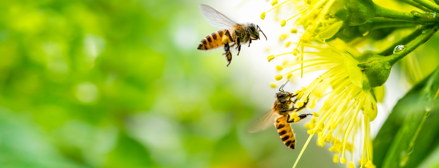 Pollinisateurs et plantes indigènes