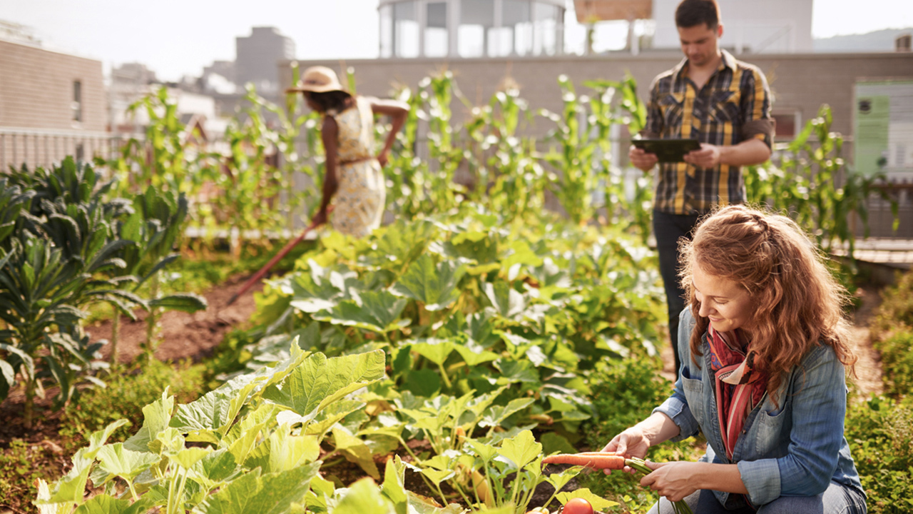 Agriculture urbaine