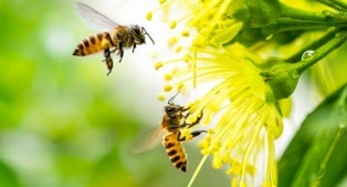 Jardinez pour les pollinisateurs